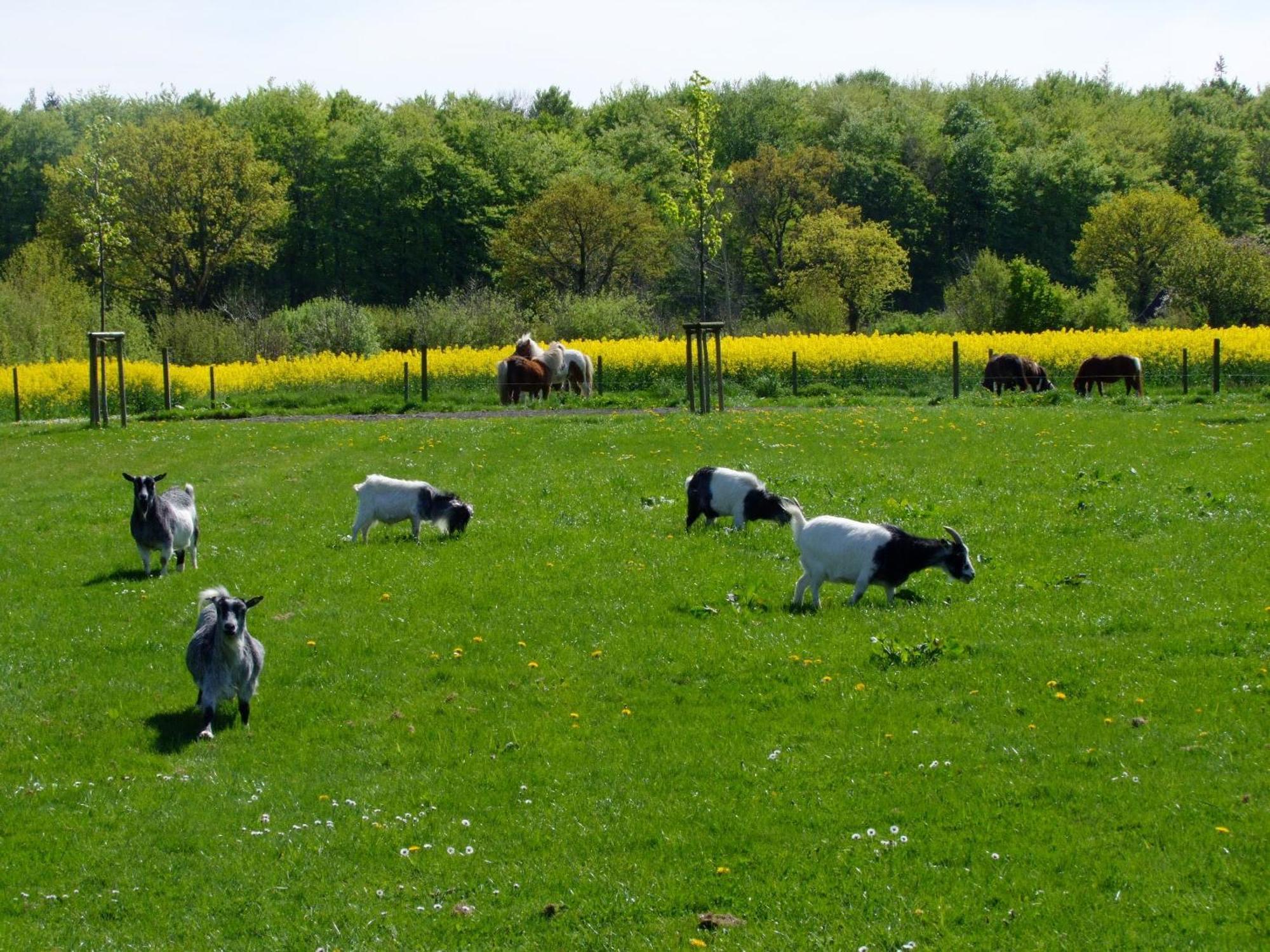 Ferienwohnungen Auf Dem Ferienhof Sell Stoltebüll Kültér fotó